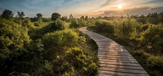 Path in nature